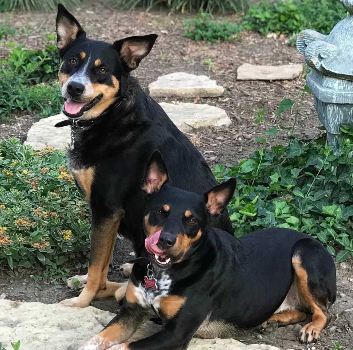 My two dogs on a trail